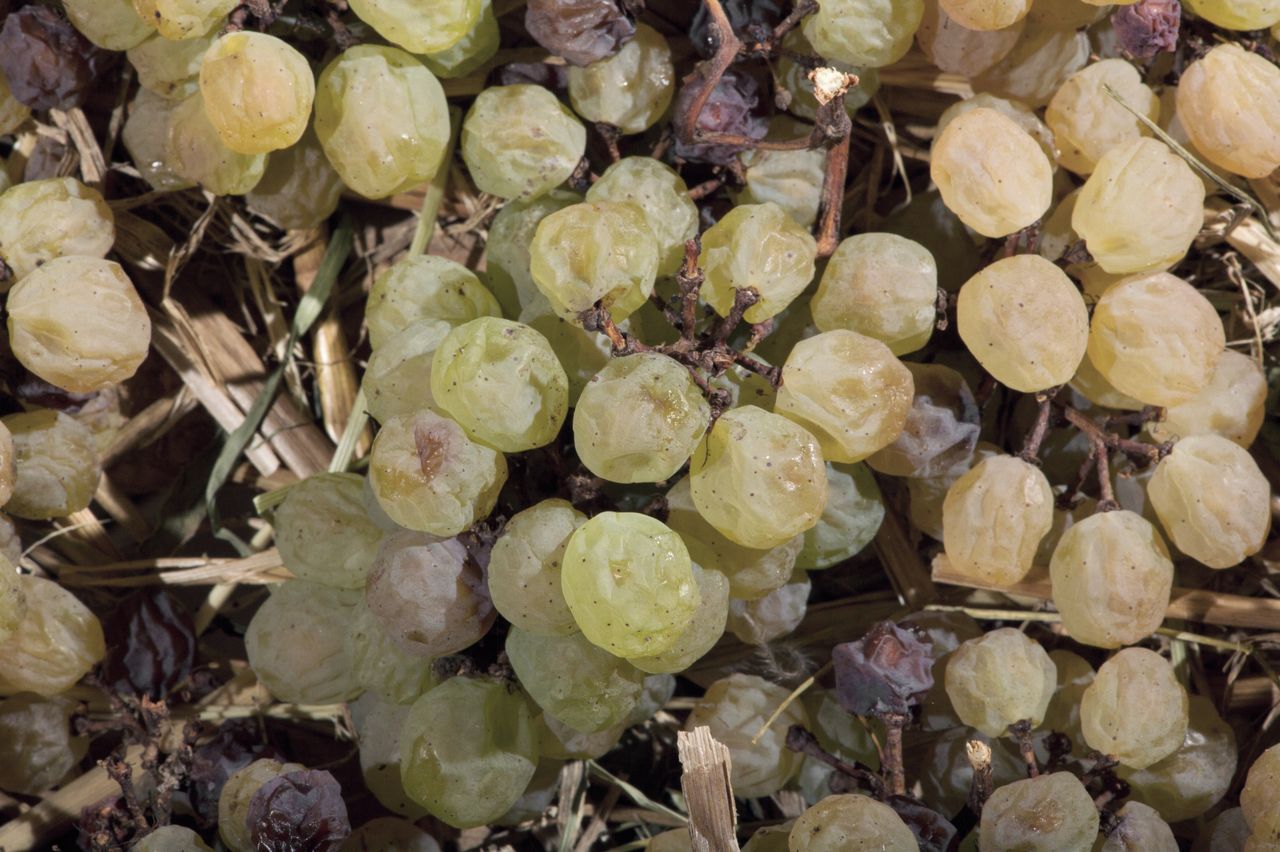 Vignoble Technique Vin de paille VDP-0007